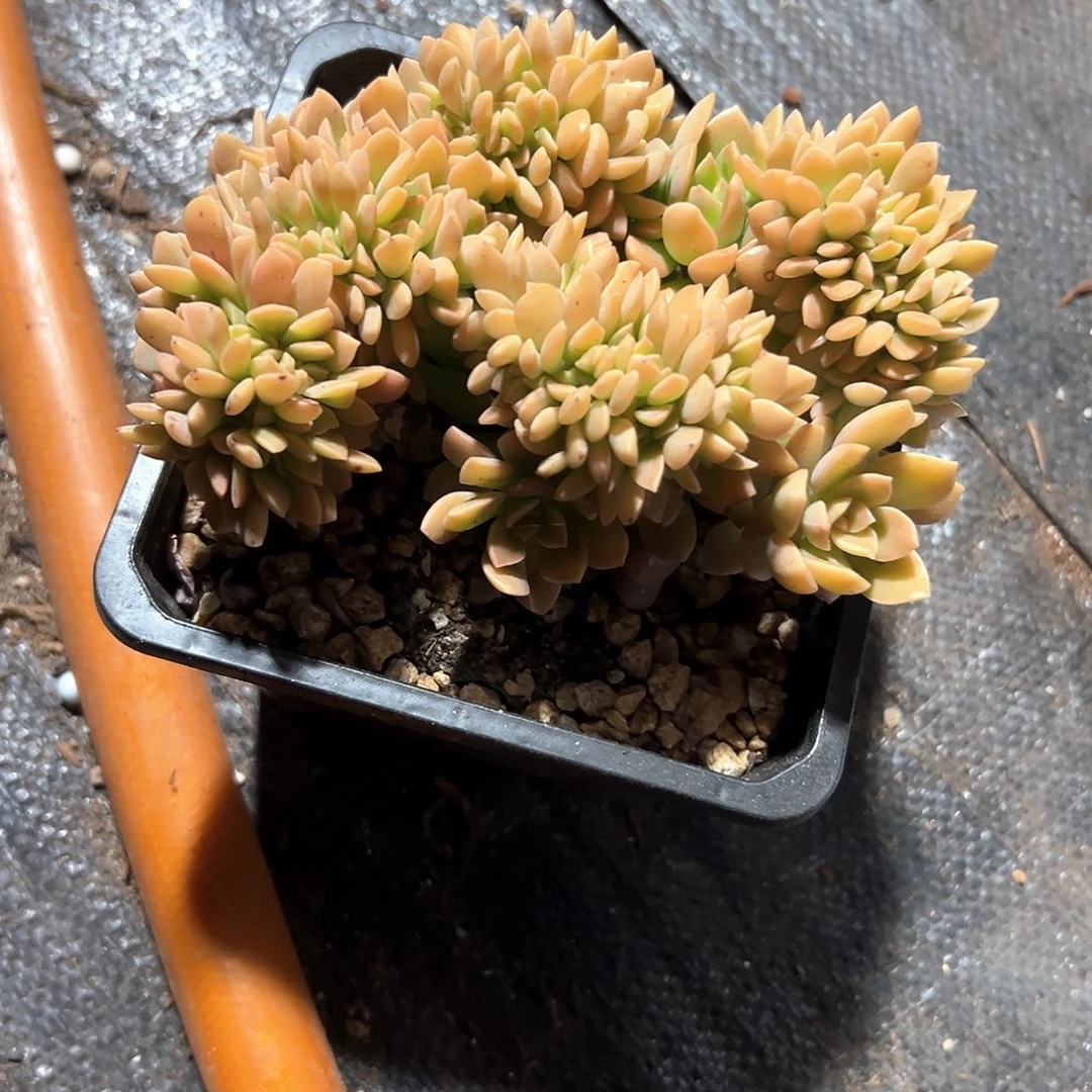 多肉缀化17373738392992