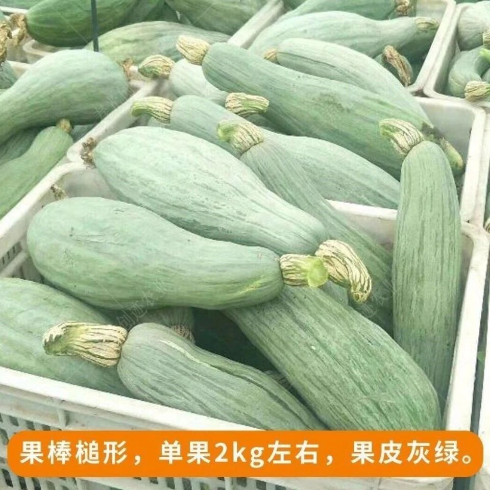 新疆贵族南瓜种子粉糯香甜新鲜蔬菜金丝栗瓜甜南瓜板栗丑瓜老南瓜