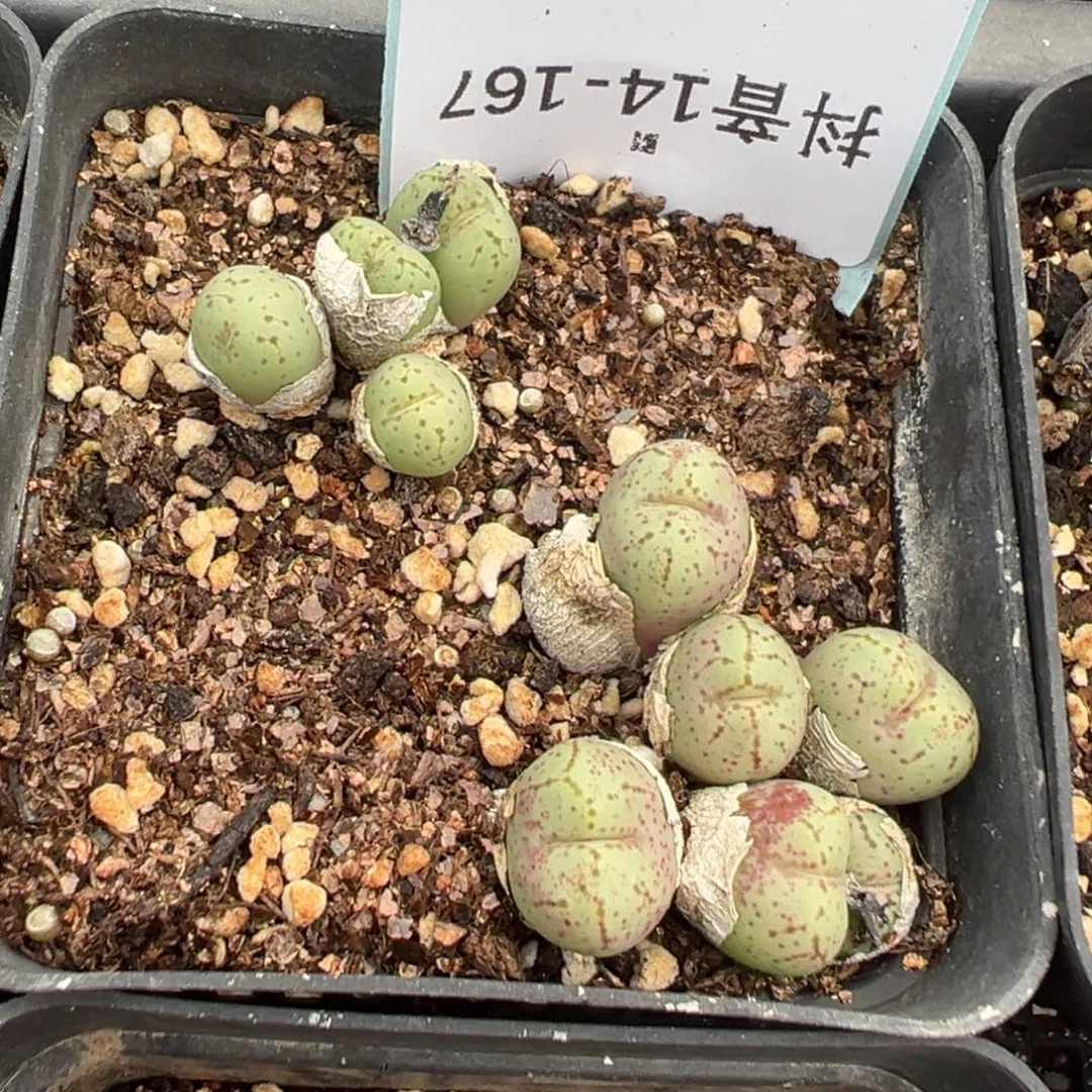 14-167肉锥多肉植物，