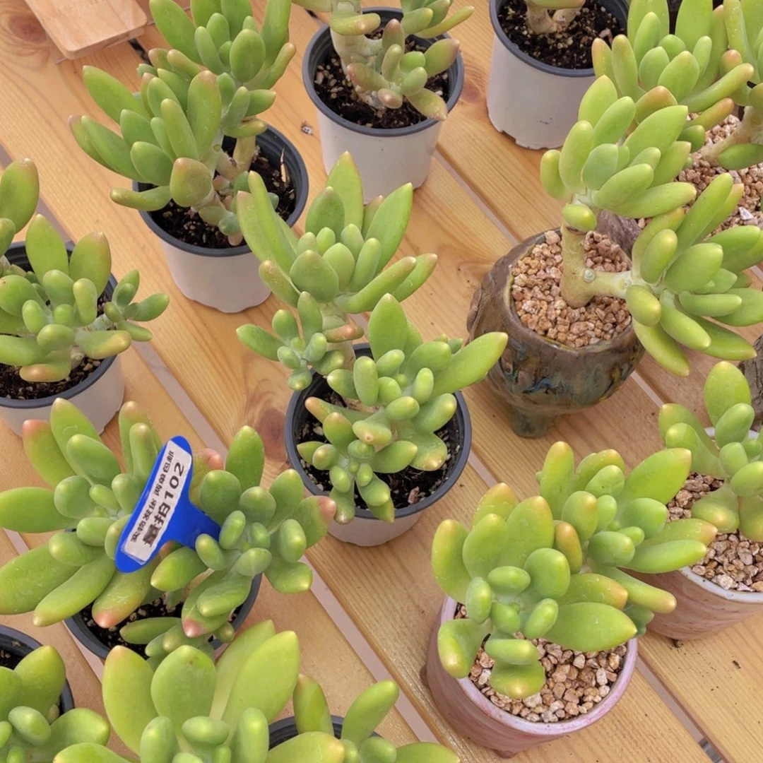 量拍102号 金蝉双头起高腿一个