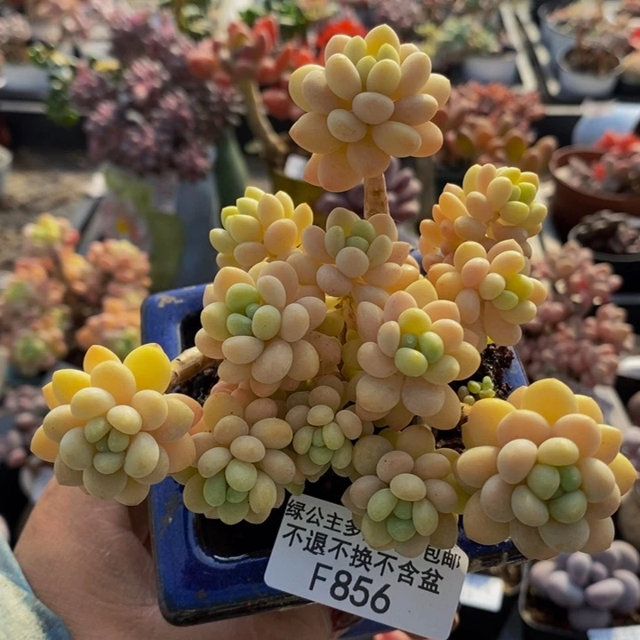 鱼子酱9cm856多肉植物