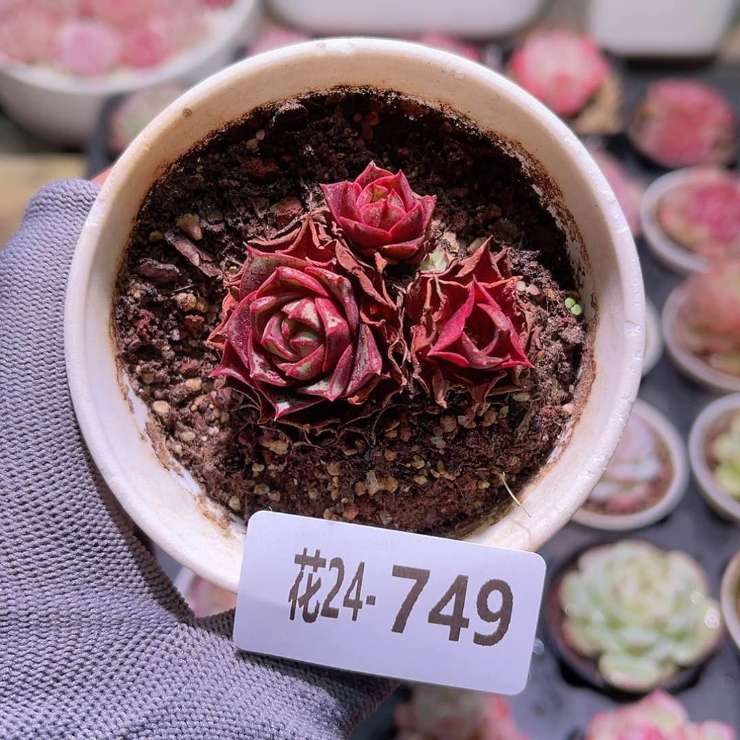 花24-749圆罗带仔