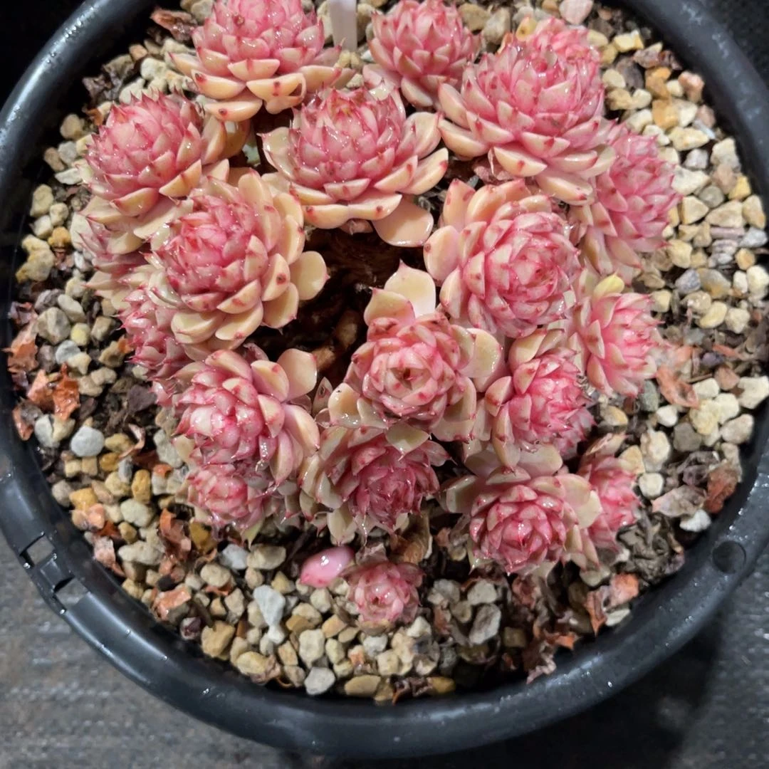 @***哆云尘多肉一物一拍1061，