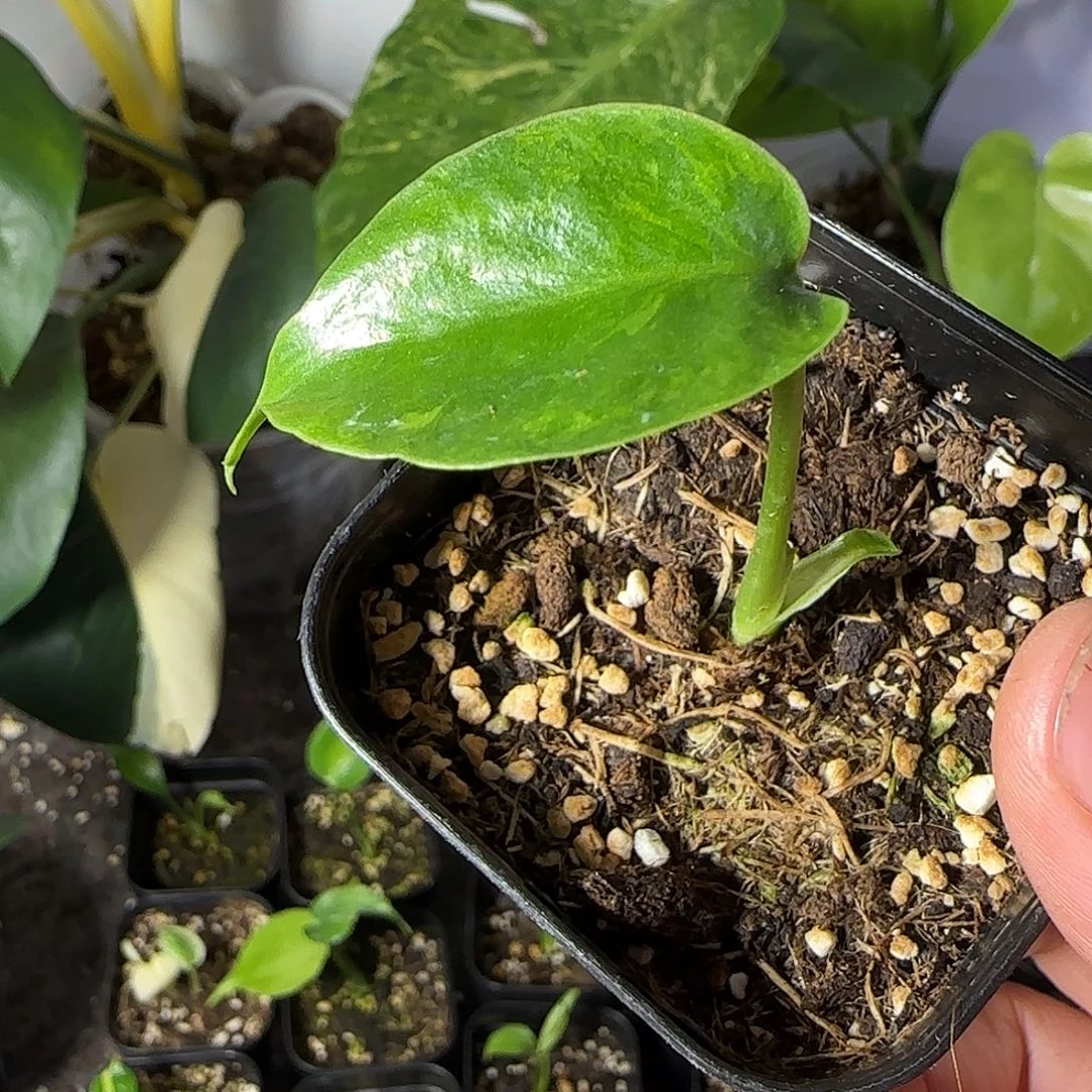 崔***肆不开花植物龟背竹