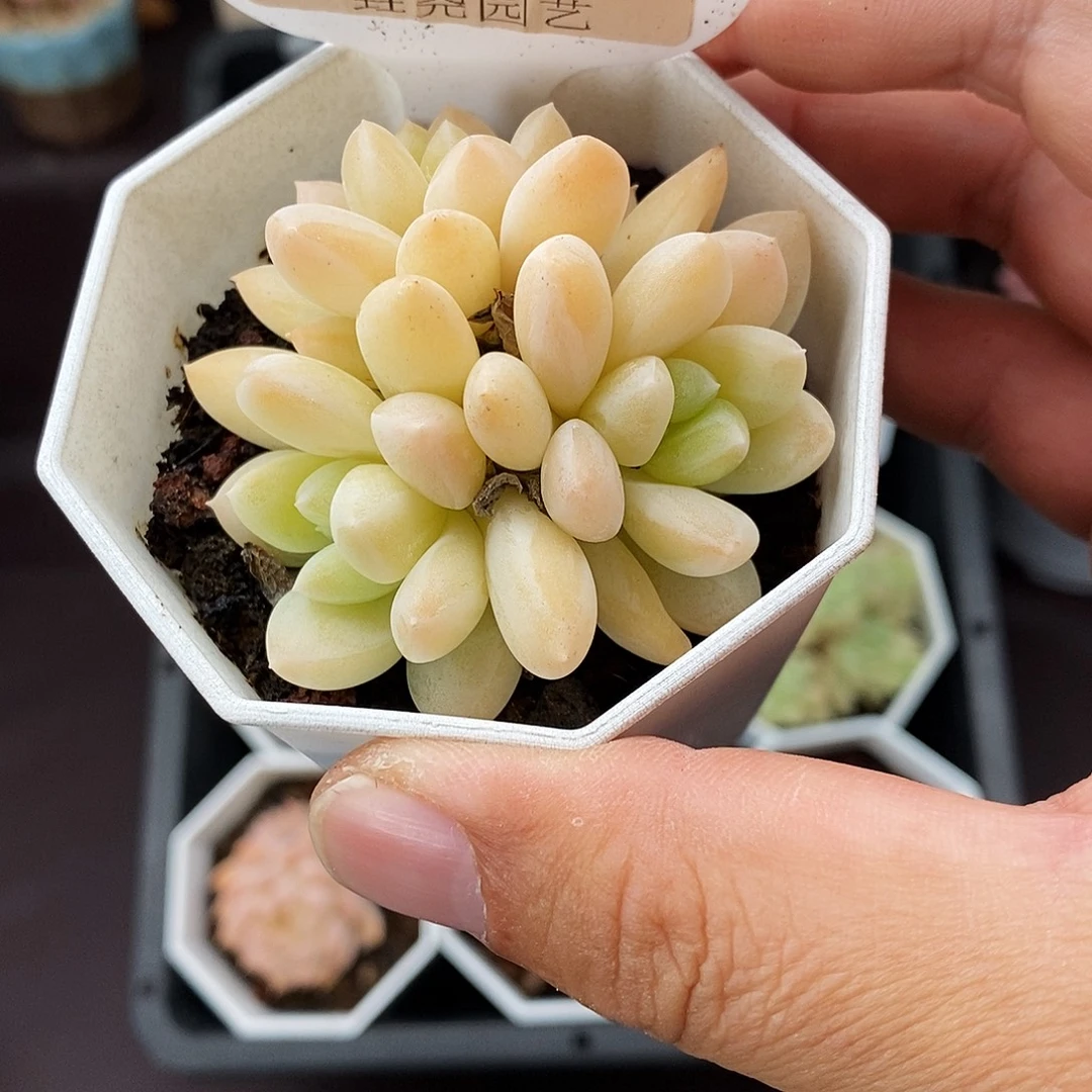 0129 阮玲玉 5cm