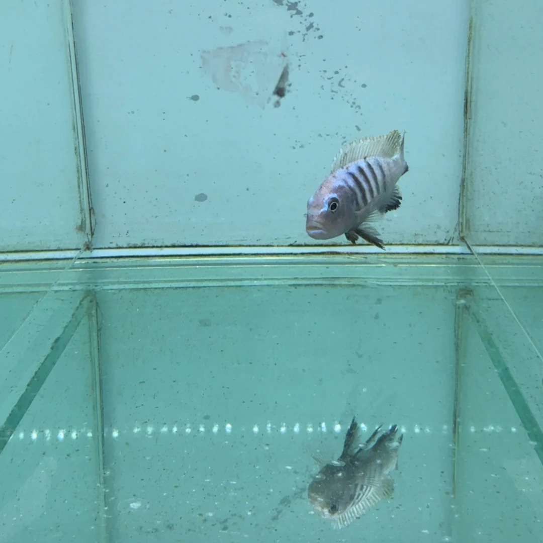 迷****海水1058蓬勃斑马。