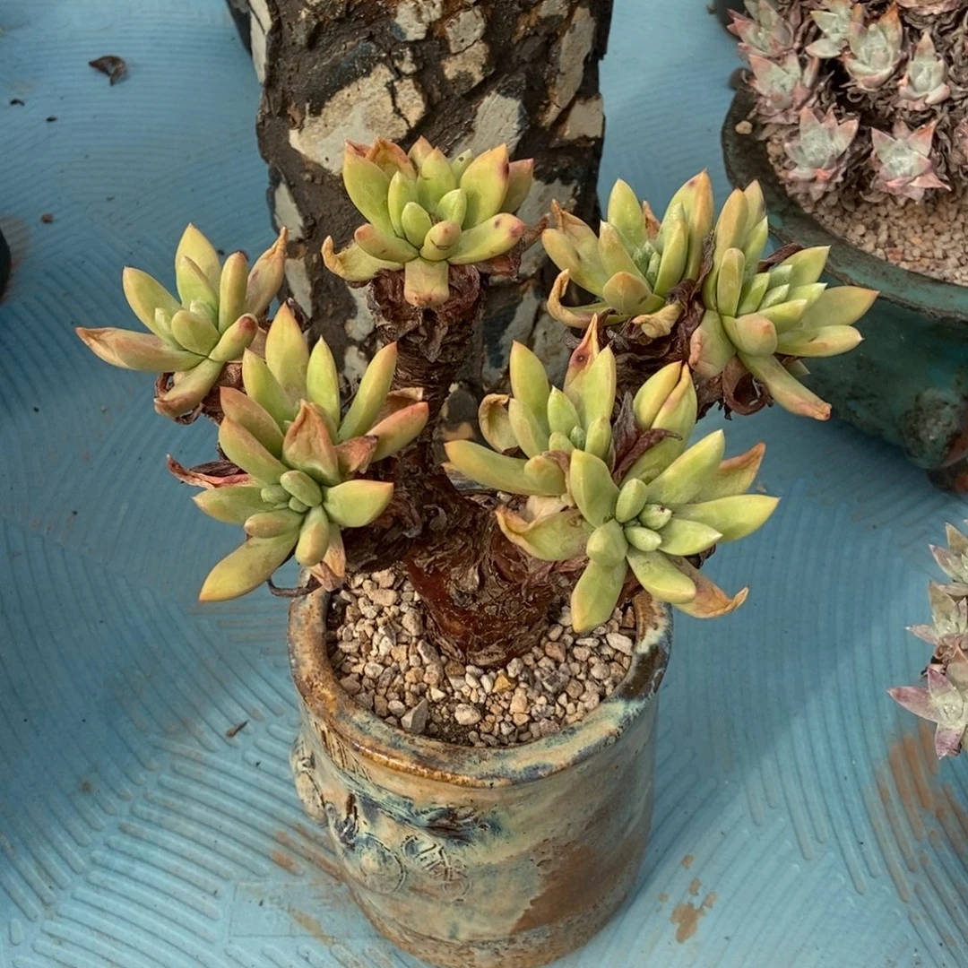 法姆多肉植物啦啦啦