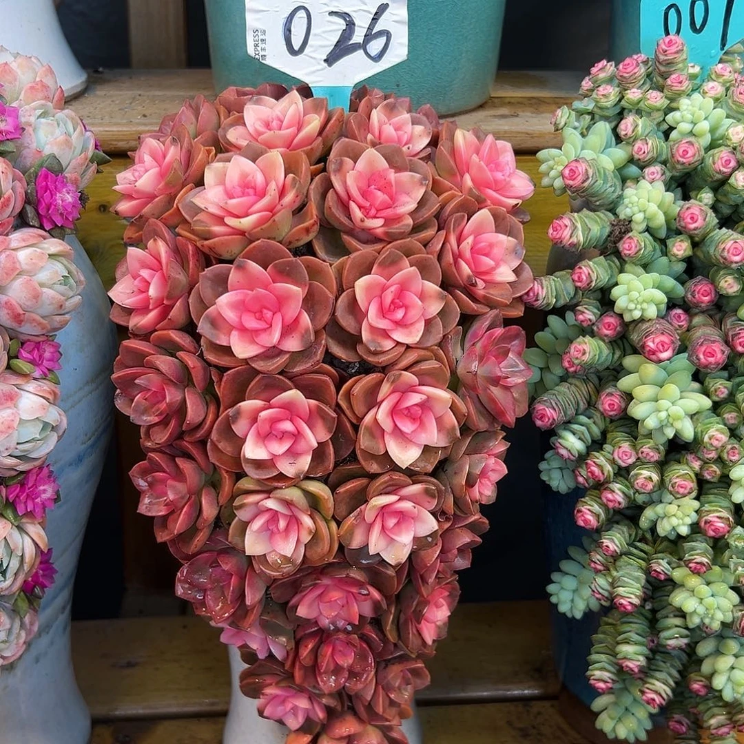 026克玫瑰多肉组合花园