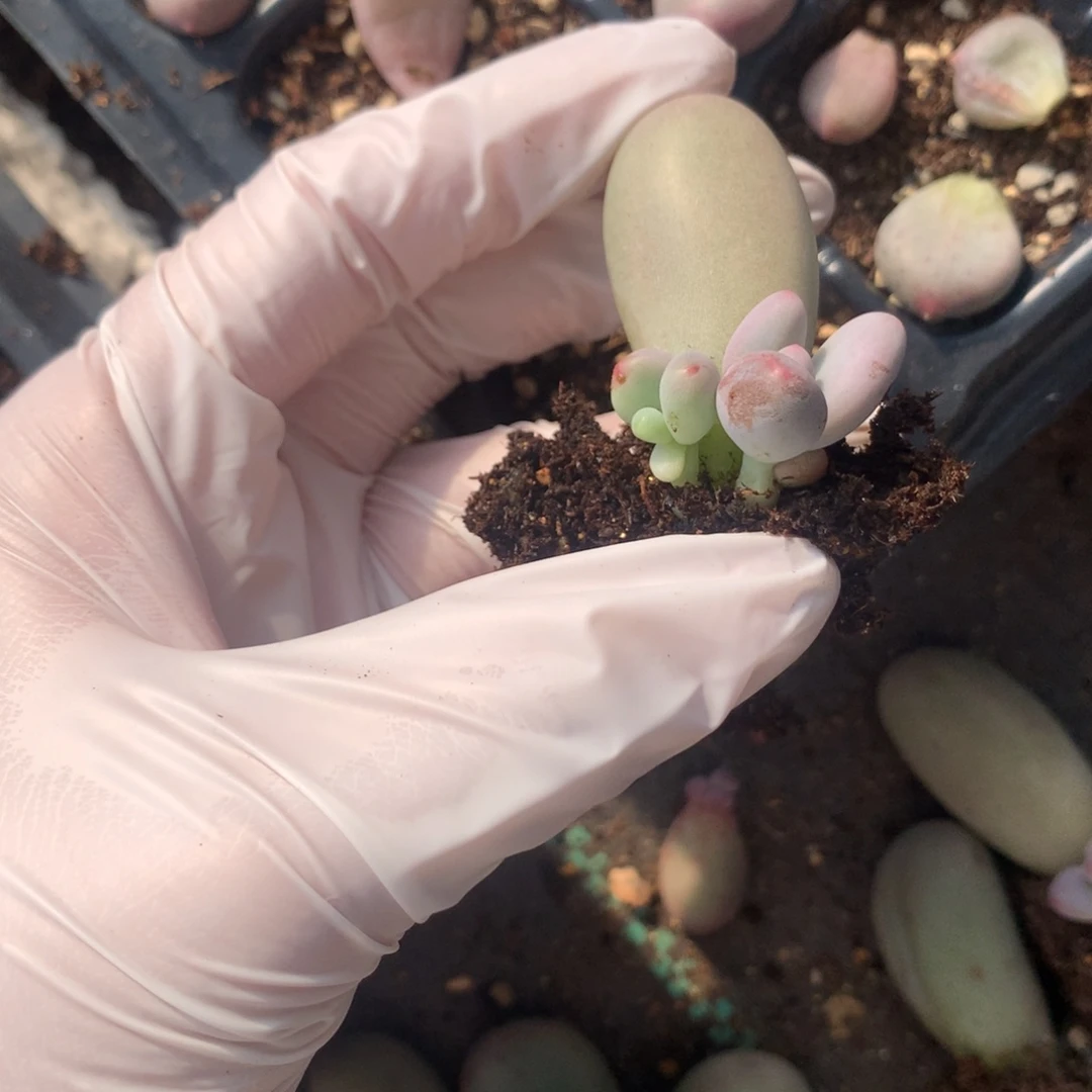 米可奶酪多肉 米可奶