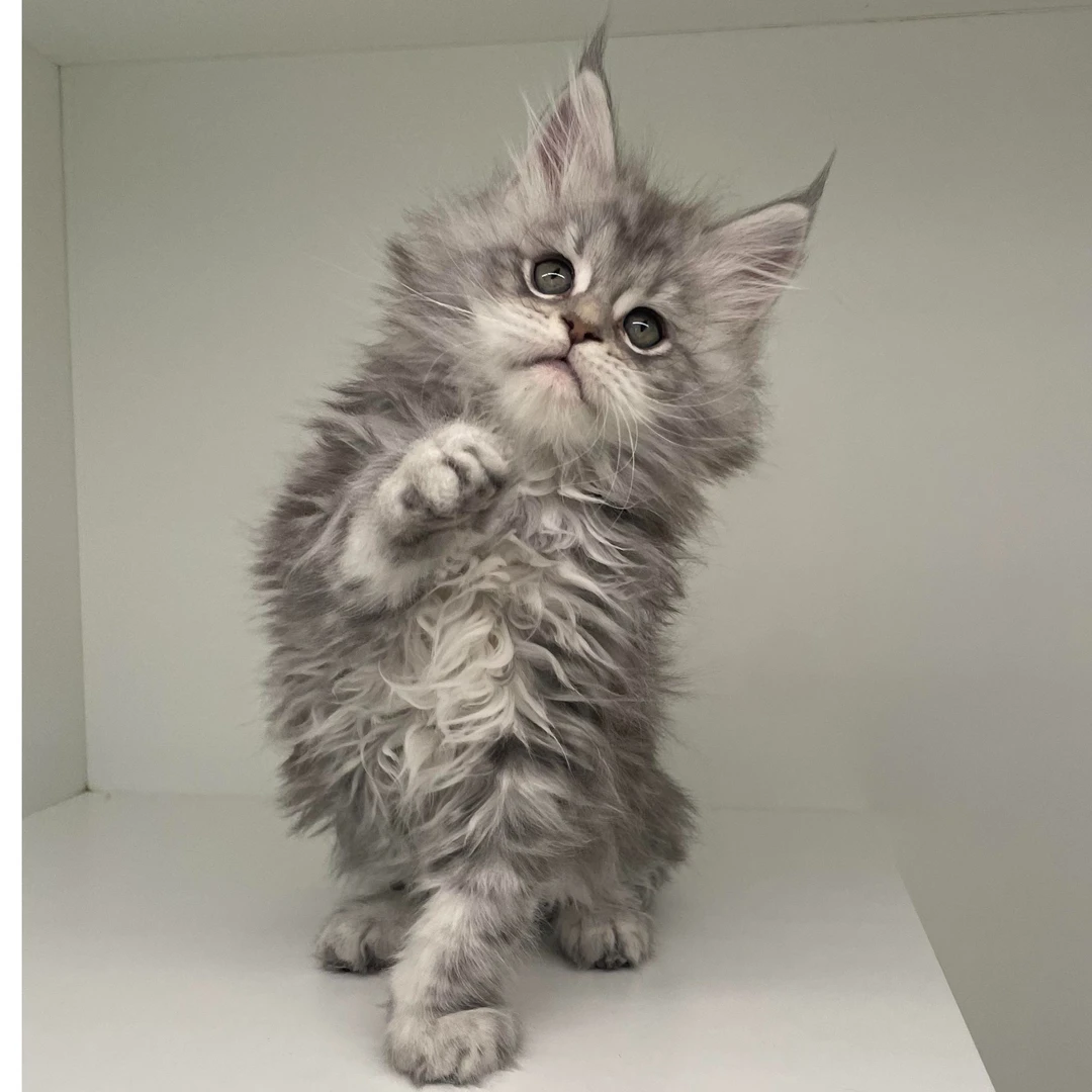 银虎缅因猫 4346妹妹—大天使缅因猫舍