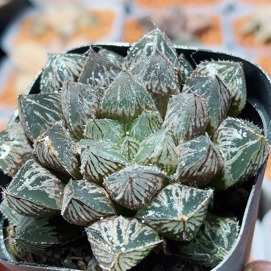 十二卷多肉大叶楼兰