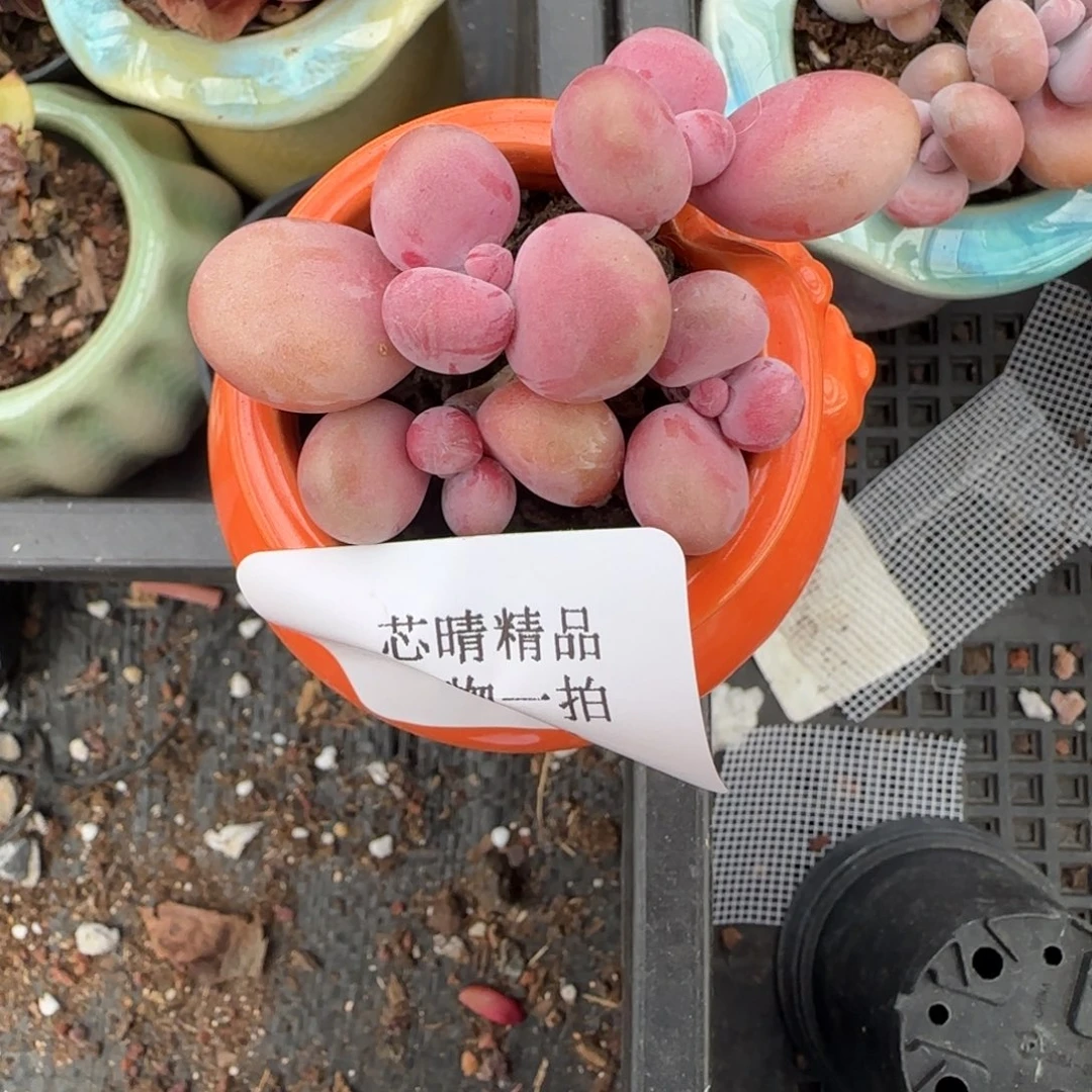 闪购精品多肉386号