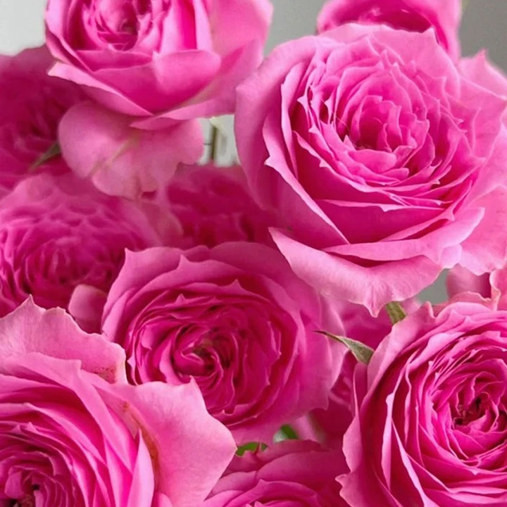 《弗洛伊德》玫瑰云南超长直发花期长花型漂亮家用基地玫瑰花鲜花