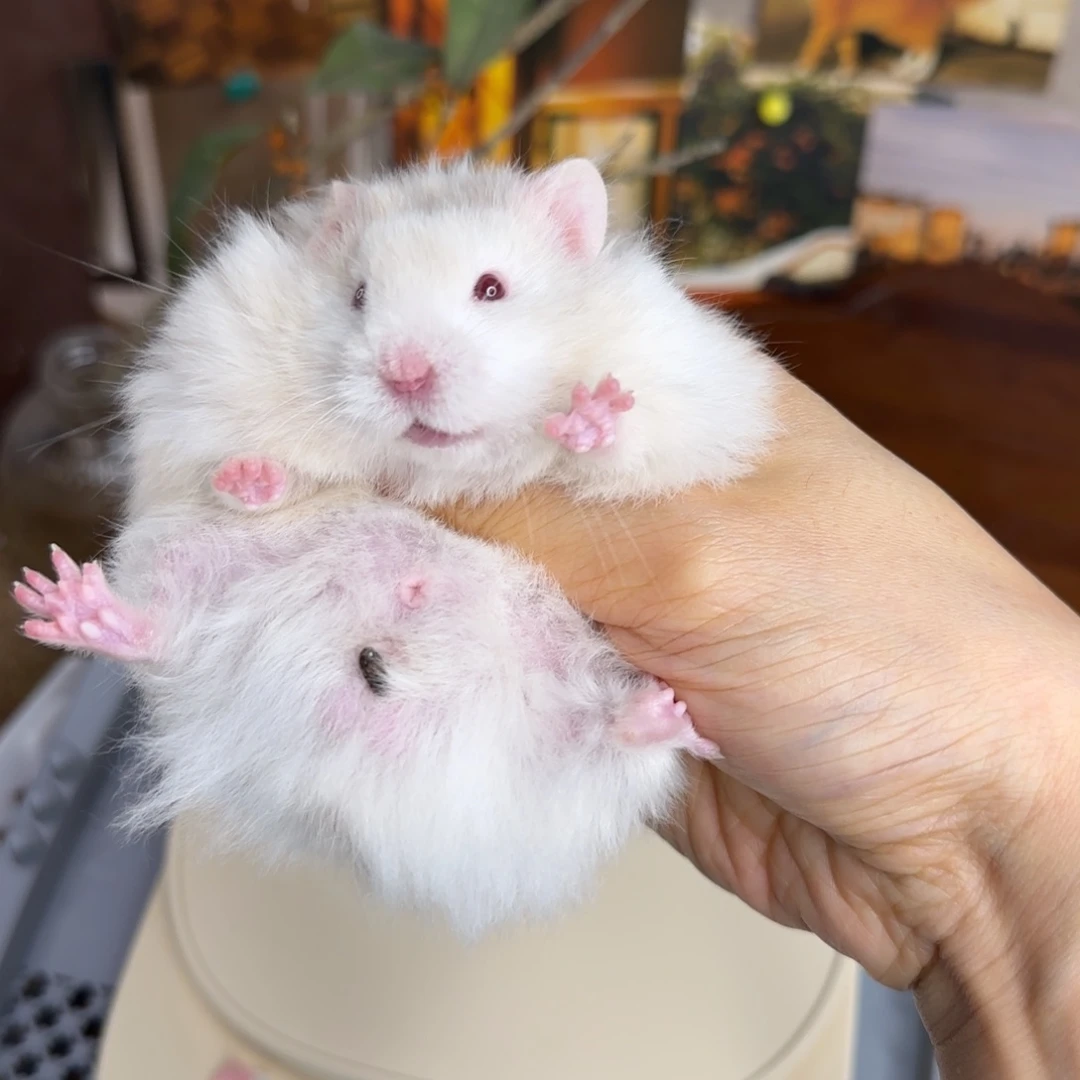 银鸽灰波弟弟8.08