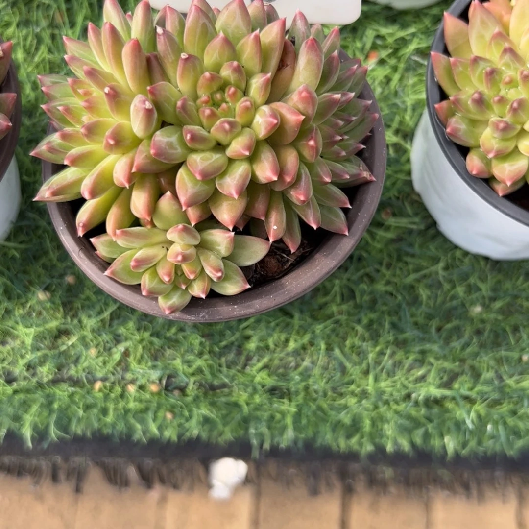 陨石多肉植物保护研究所