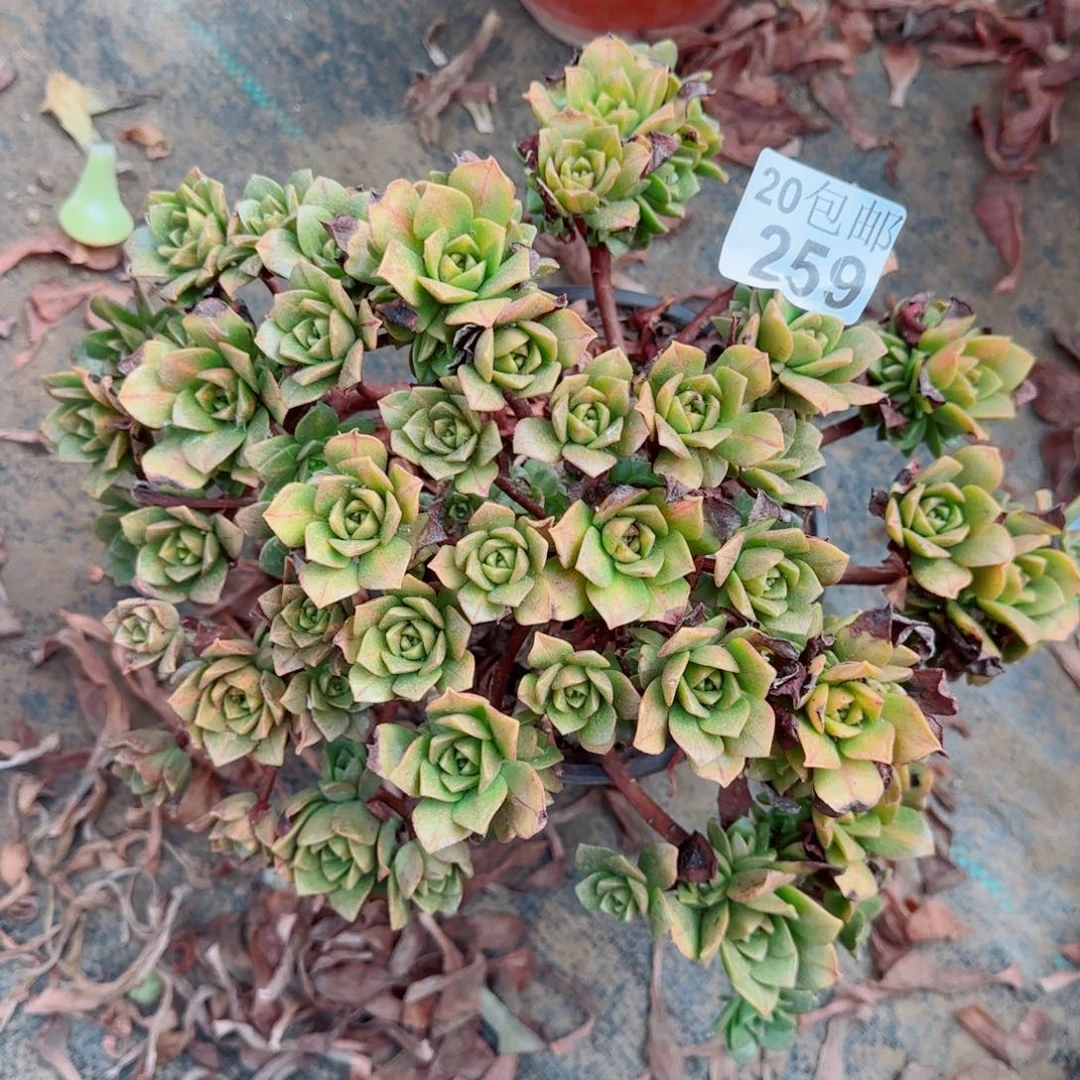 花茶259满20包邮断枝不包