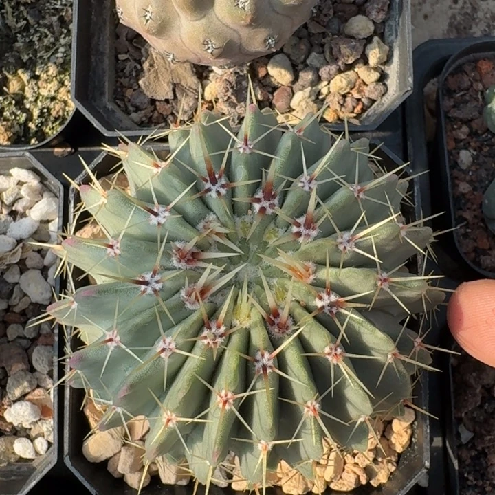 白狮子实生仙人球