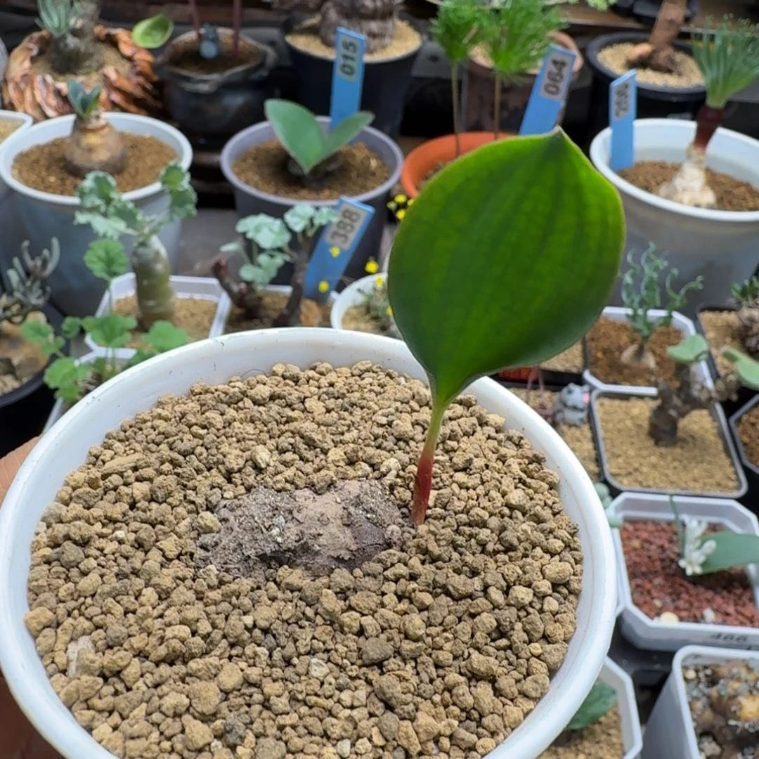 竹叶雾冰玉239 仙人球