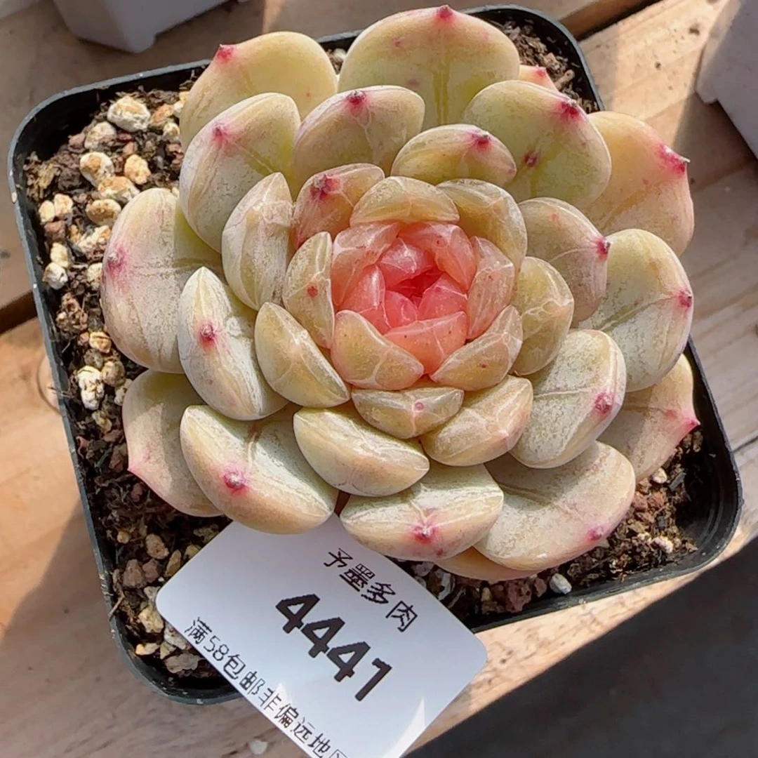 粉心白恋，4441多肉植物