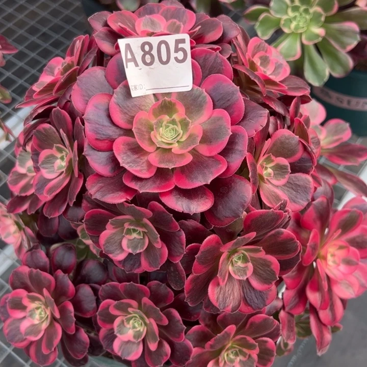 805凤冠30厘米左右