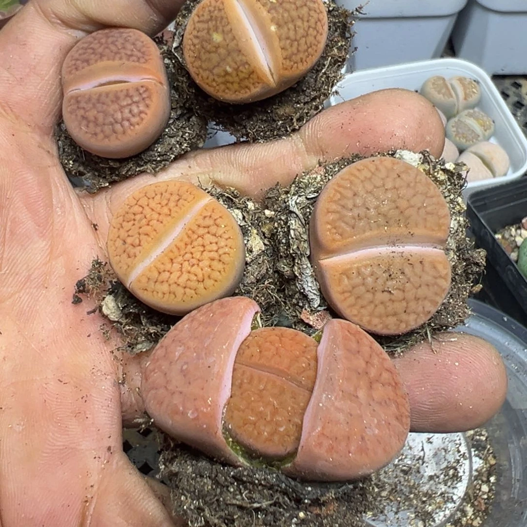 【闪购商品】 172。