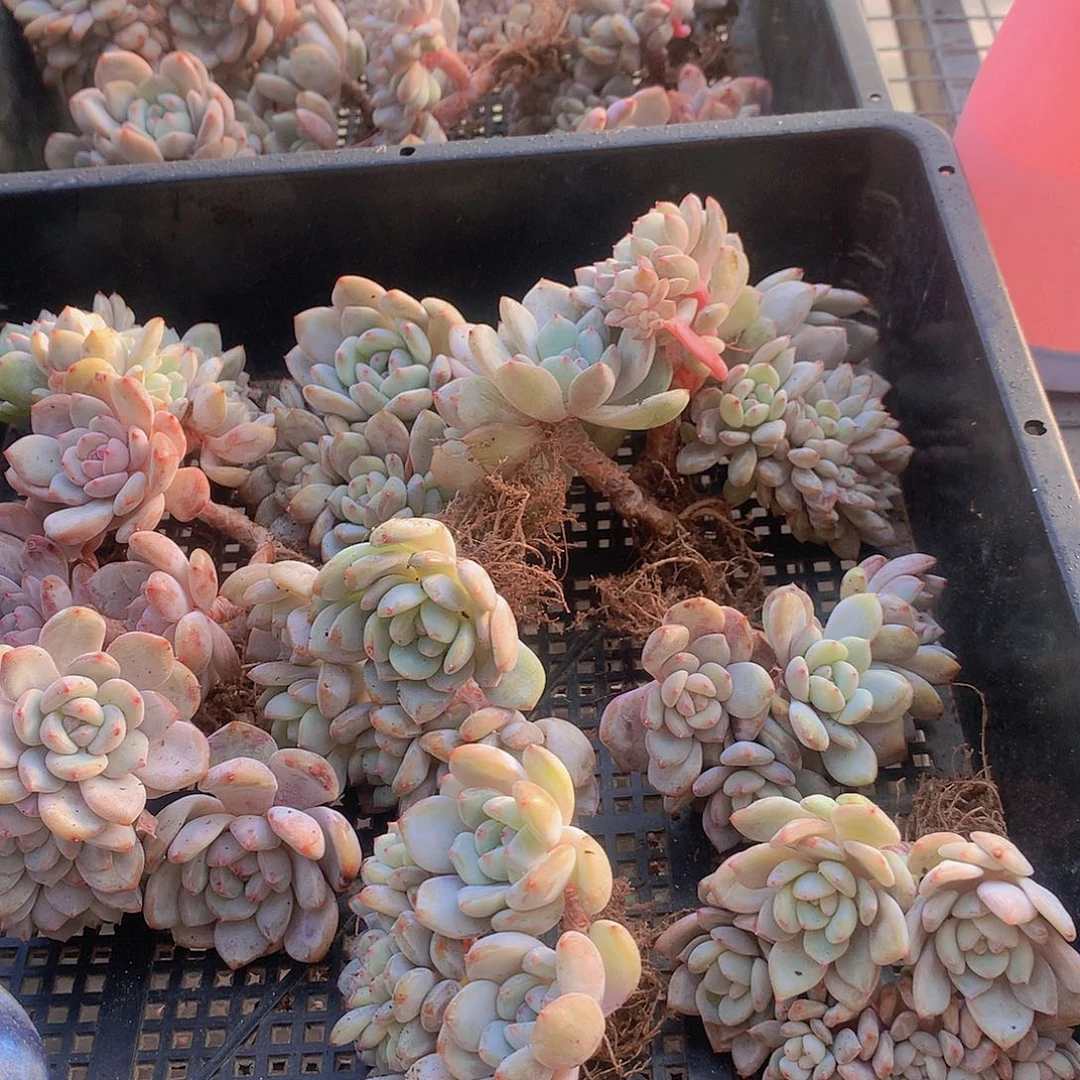 石榴籽朵缀化355678999900