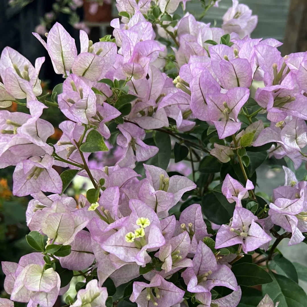 丽娜·花美勤开四季开花三角梅爬藤