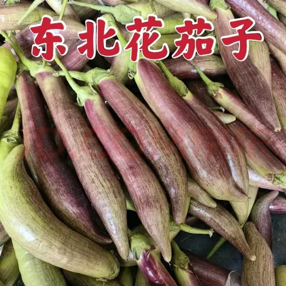 正宗东北花茄子面包茄子吉林四平发货