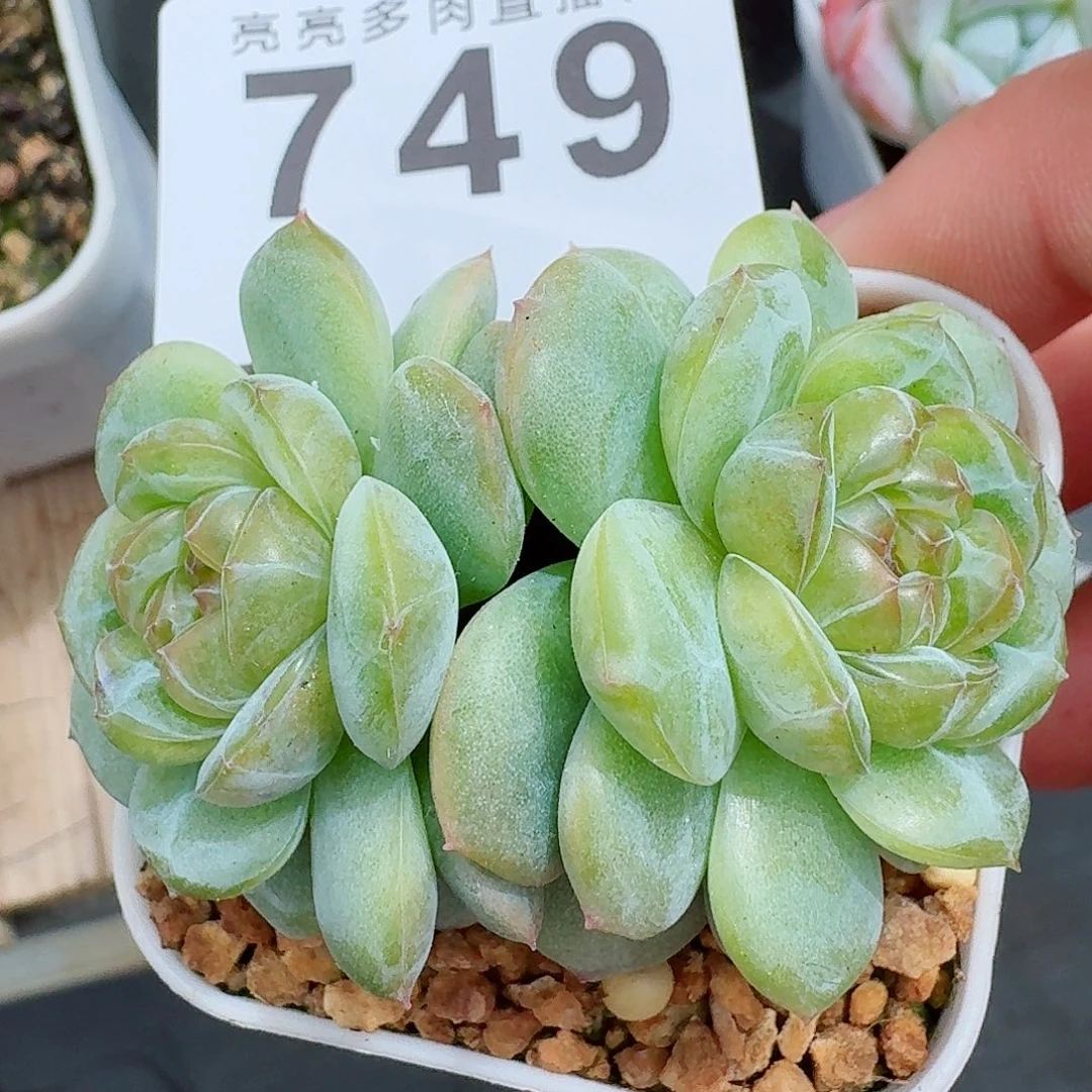 珍妮双头            精美多肉植物