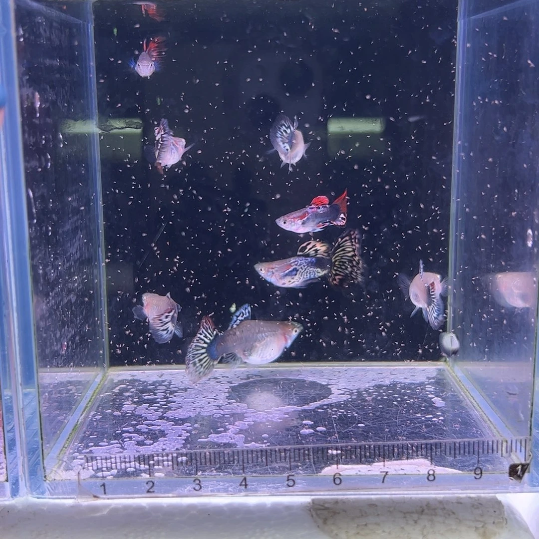 林***⊙孔雀鱼幻彩4对所见即所得
