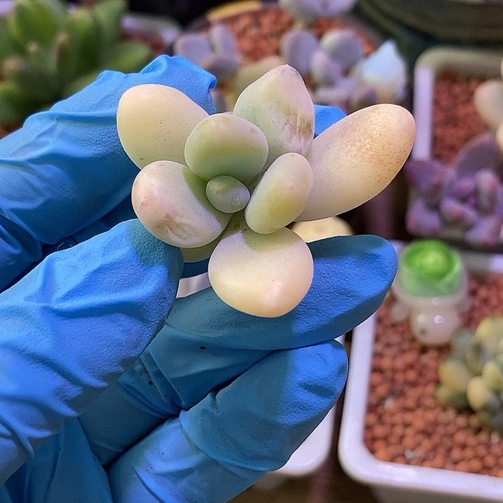 微***微文乐奶酪锦多肉植物