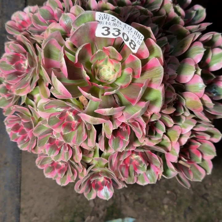 3308女郎多肉植物