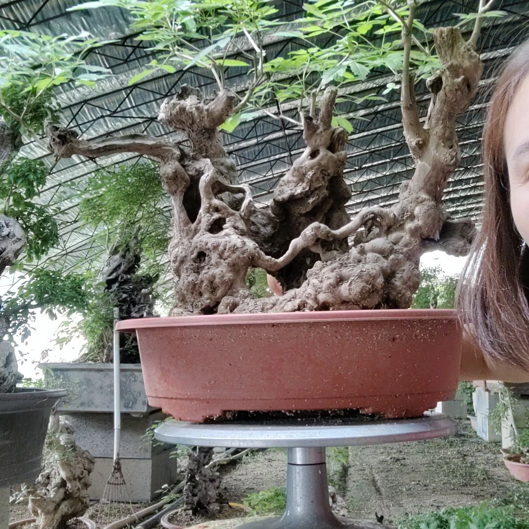 卖***年无花朵脱盆脱土发货
