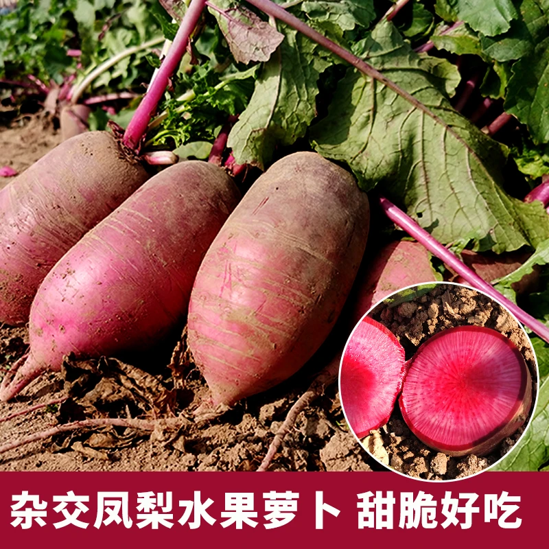 凤梨萝卜种子 皮肉紫红色 口感脆甜爆汁