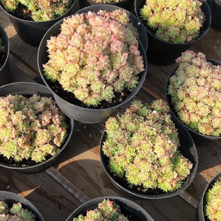 绿油麦秆       福利多多