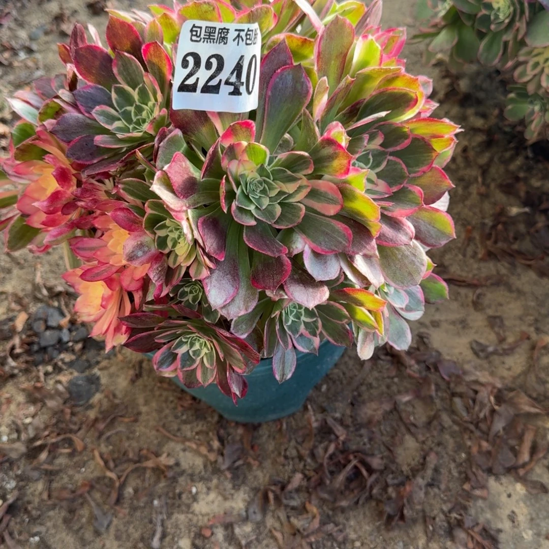 17-40法师 丘比特2240