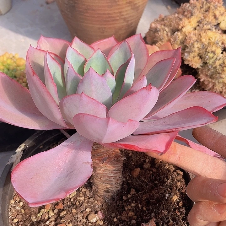 肯尼迪2257多肉植物