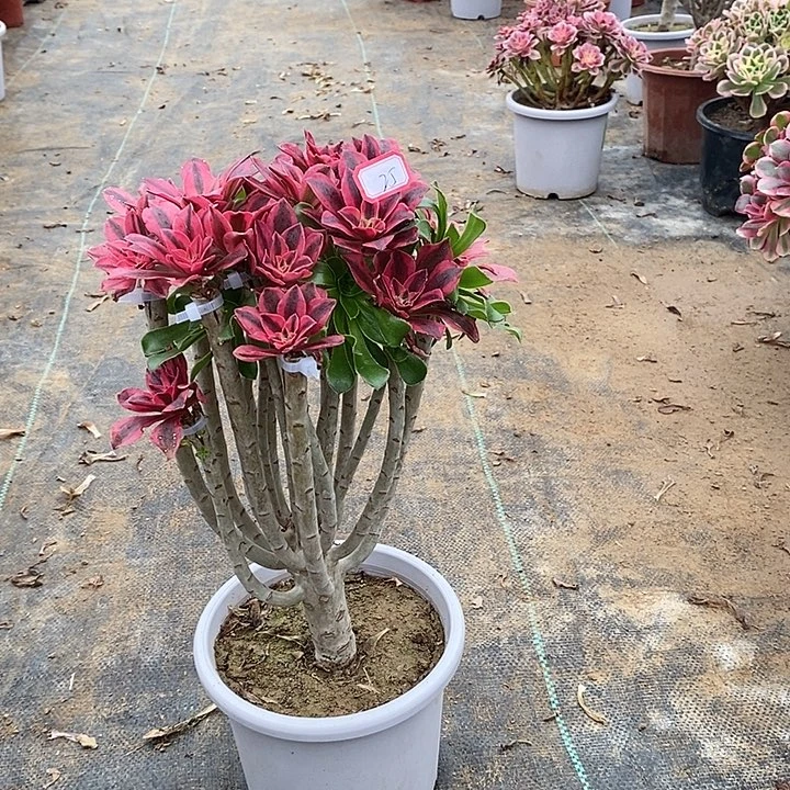 25，嫁接粉女巫12456788899990