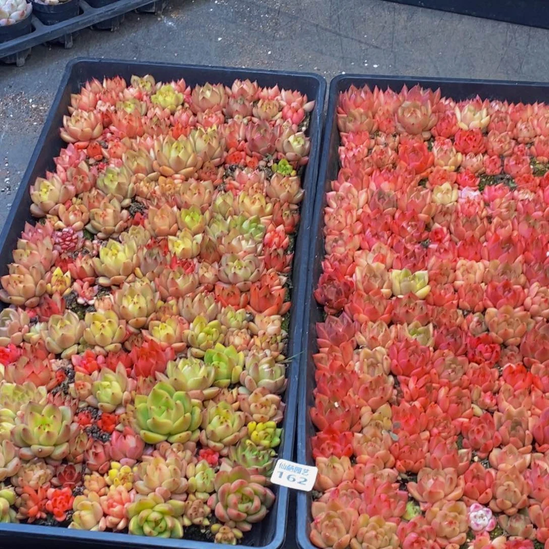 ?162多人在一起的时候就这样