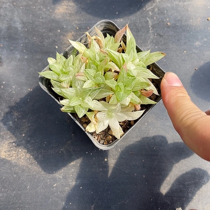 无花朵寿锦大群一物一拍