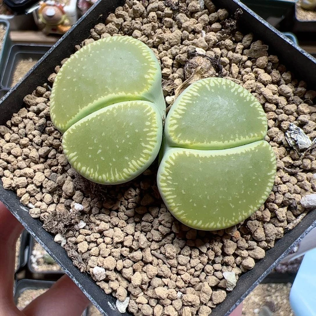 【闪购商品】271 绿光阳