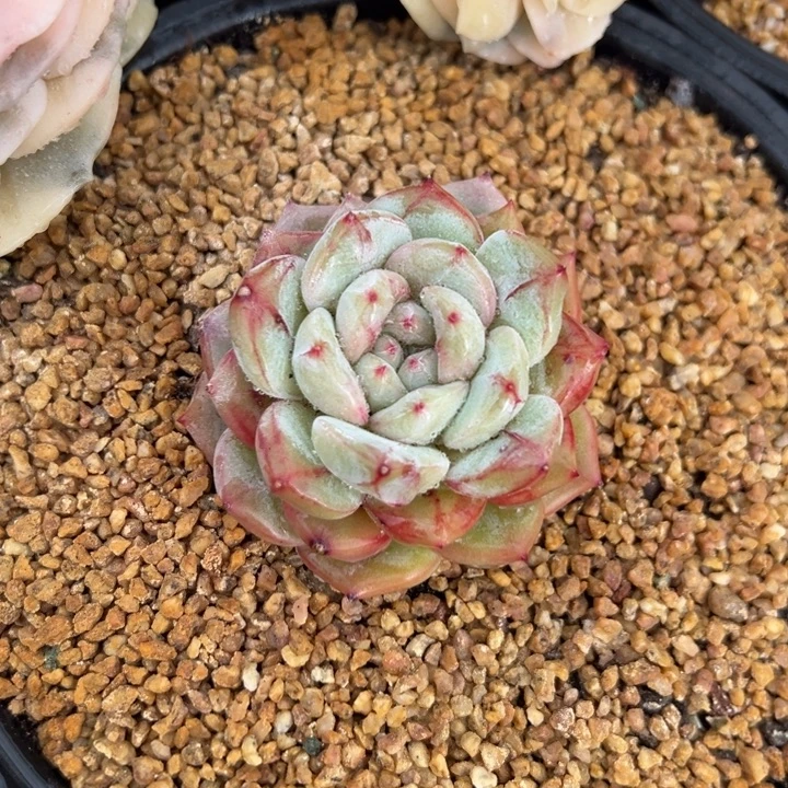 长相思 单头 夏鸣园艺