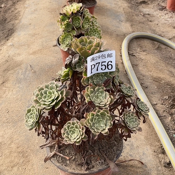 756水墨画多肉植物