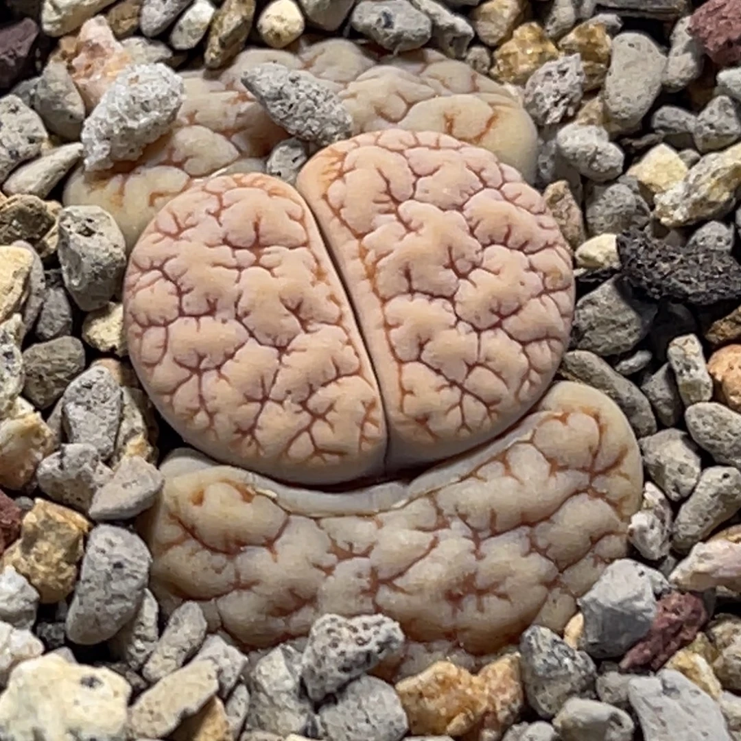 8148睫毛凹凸铁189一颗