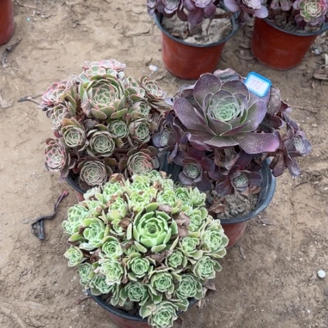 778多肉植物组合，