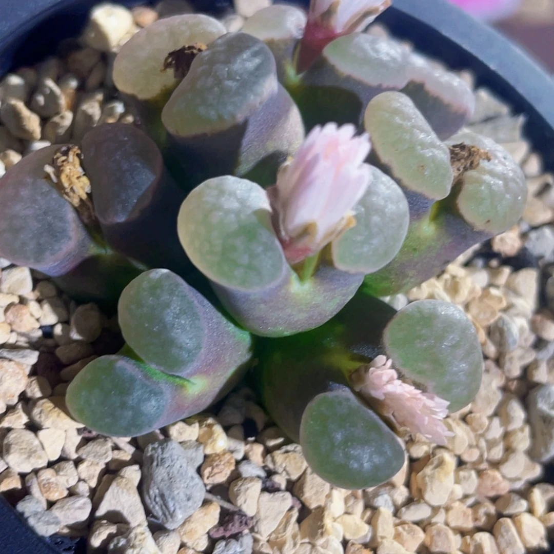 紫体白窗风铃植物一物一拍
