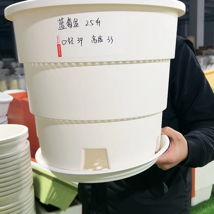 正品蓝莓口39高33白色3只带托