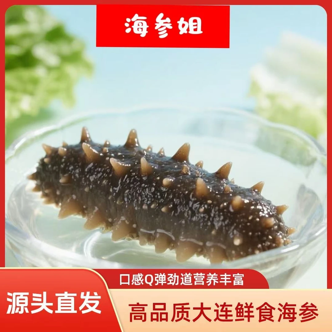 （海参姐推荐）高品质鲜食海参营养口感Q弹劲道顺丰直发大连辽刺参