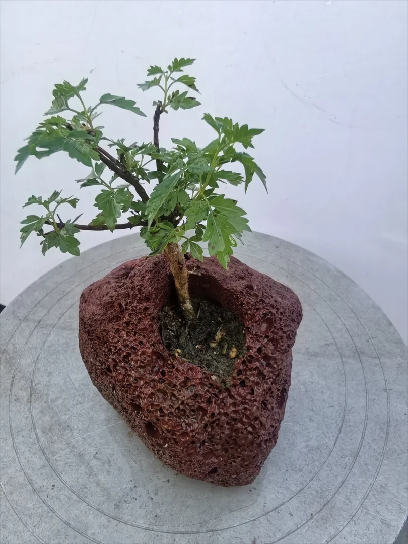 附石微盆景太行小叶黄荆适合打造办公室茶台微景观