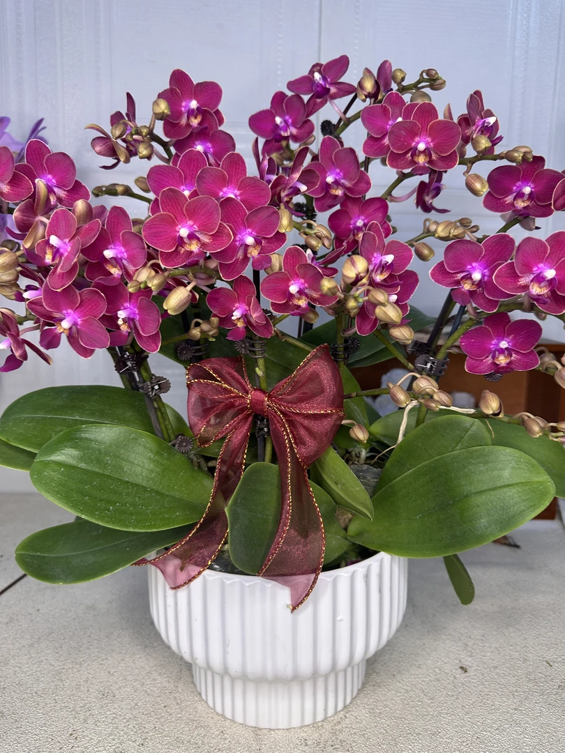 花悦里【香香公主】蜡质花花期长带侧枝有香味 广州源头基地4-8